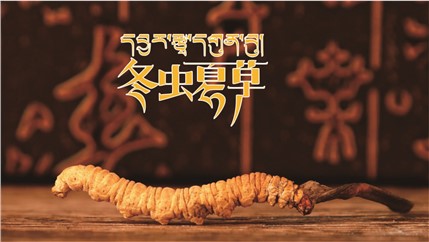 那曲新鮮冬蟲(chóng)夏草什么時(shí)候采挖？